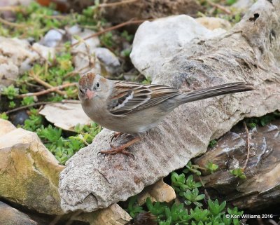 Field Sparrow, Rogers Co yard, OK, 3-6-16, Jpa_47780.jpg