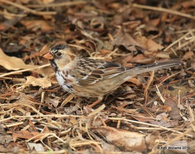 Harris's Sparrow nonbreeding plumage, Rogers Co yard, OK, 3-11-16, Jpaa_47900.jpg