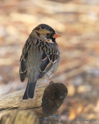 Harris's Sparrow nonbreeding plumage, Rogers Co yard, OK, 3-11-16, Jpaaa_47879.jpg