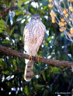 Sharp-shinned Hawk juvenile, Rogers Co yard, OK, 2-8-16, Jpa_47721.jpg