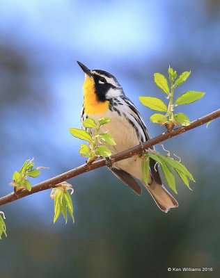 Yellow-throated Warbler, Sequoyah SP, Cherokee Co, OK, 4-3-16, Jpa_49028.jpg