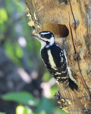 Downy Woodpecker male, Rogers Co, OK, 4-23-16, Jpa_50449.jpg