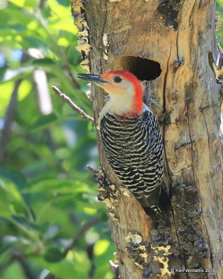 Red-bellied Woodpecker male, Rogers Co, OK, 4-23-16, Jpa_50378.jpg