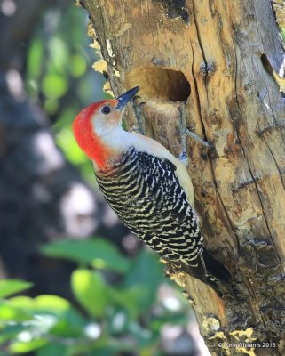 Red-bellied Woodpecker male, Rogers Co, OK, 4-23-16, Jpa_50419.jpg
