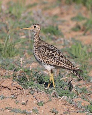 Upland Sandpiper, Cimmaron Co, OK, 5-9-16, Jpa_1702.jpg