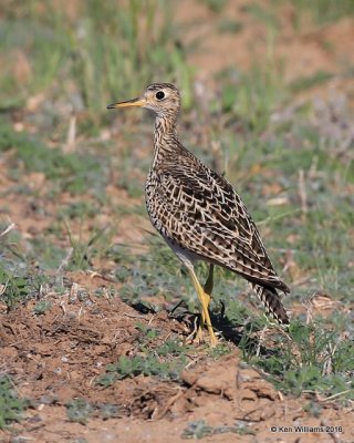 Upland Sandpiper, Cimmaron Co, OK, 5-9-16, Jpa_1713.jpg