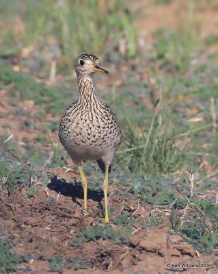 Upland Sandpiper, Cimmaron Co, OK, 5-9-16, Jpa_1719.jpg
