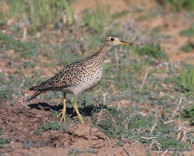 Upland Sandpiper, Cimmaron Co, OK, 5-9-16, Jpa_1722.jpg