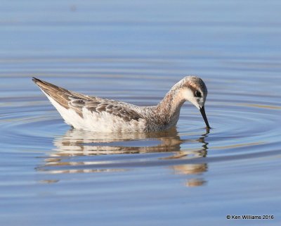 Wilson's Phalarope male feeding, Salt Plains NWR, Alfalfa Co, OK, 5-12-16, Jpa_53376.jpg