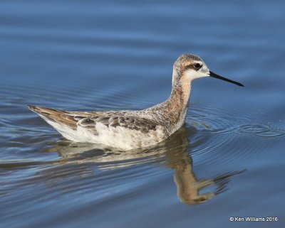 Wilson's Phalarope male, Salt Plains NWR, Alfalfa Co, OK, 5-12-16, Jpa_53350.jpg