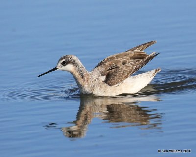 Wilson's Phalarope male, Salt Plains NWR, Alfalfa Co, OK, 5-12-16, Jpa_53518.jpg
