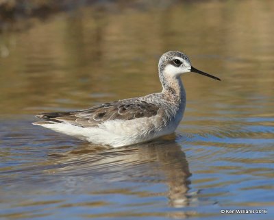 Wilson's Phalarope male, Salt Plains NWR, Alfalfa Co, OK, 5-12-16, Jpa_53528.jpg