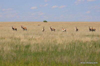 Pronghorn Antelope, Cimarron Co, OK, 5-10-16, Jpa_15712.jpg