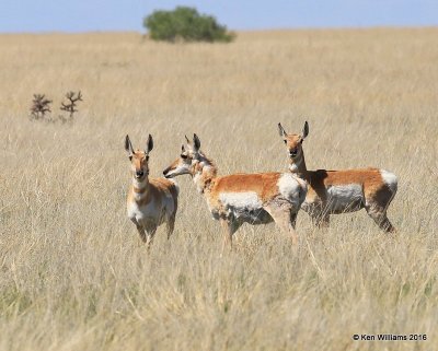 Pronghorn Antelope, Cimarron Co, OK, 5-10-16, Jpa_15714.jpg