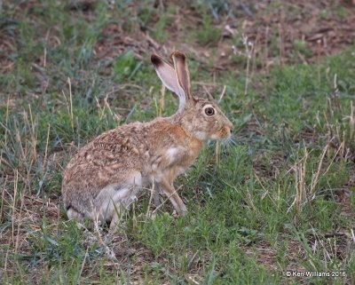 Black-tailed Jackrabbit
