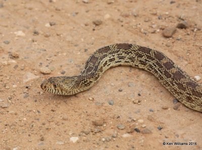 Bullsnake, Cimarron Co, OK, 5-10-16, Jpa_16394.jpg