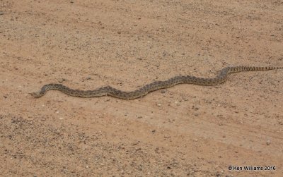 Bullsnake, Cimarron Co, OK, 5-10-16, Jpa_16399.jpg