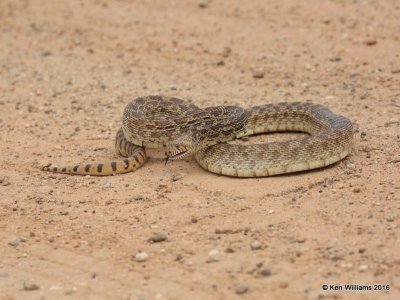 Bullsnake, Cimarron Co, OK, 5-10-16, Jpa_16408.jpg