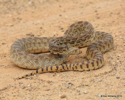 Bullsnake, Cimarron Co, OK, 5-10-16, Jpa_16420.jpg