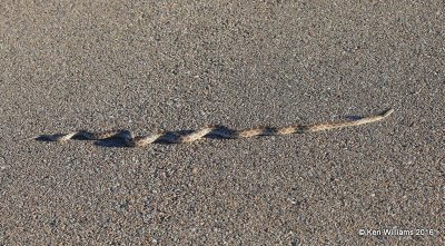 Great Plains Rat Snake, Cimarron Co, OK, 5-10-16, Jpa_15933.jpg