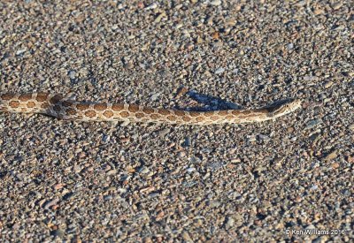 Great Plains Rat Snake, Cimarron Co, OK, 5-10-16, Jpa_15934.jpg