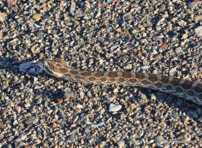Great Plains Rat Snake, Cimarron Co, OK, 5-10-16, Jpa_15936.jpg