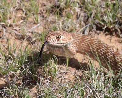 Western Coachwhip, Cimarron Co, OK, 5-11-16, Jpa3_16119.jpg