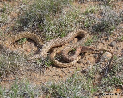 Western Coachwhip, Cimarron Co, OK, 5-11-16, Jpa_16126.jpg