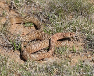 Western Coachwhip, Cimarron Co, OK, 5-11-16, Jpa_16135.jpg