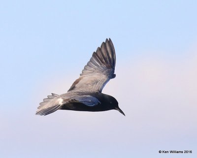 Black Tern breeding adult, Hackberry Flats, Tillman Co, OK, 05_20_2016_Jpa_17693.jpg