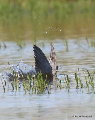Black Tern breeding adult, Hackberry Flats, Tillman Co, OK, 05_20_2016_Jpa_17778.jpg