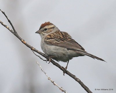 Chipping Sparrow, Wichita NWR, OK, 05_20_2016_Jpa_16711.jpg