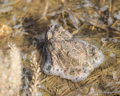 Great Plains Toad, Hackberry Flats, Tillman Co, OK, 05_20_2016_Jpa_17501.jpg