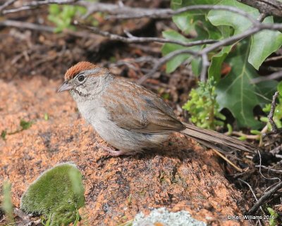 Rufous-crowned Sparrow, Wichita NWR, OK, 05_20_2016_Jpa_16716.jpg