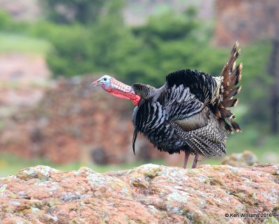 Wild Turkey - Rio Grande subspecies, Wichita NWR, OK, 05_20_2016_Jpa_16617.jpg