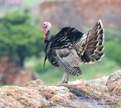 Wild Turkey tom - Rio Grande subspecies, Wichita NWR, OK, 05_20_2016_Jpa_16622.jpg