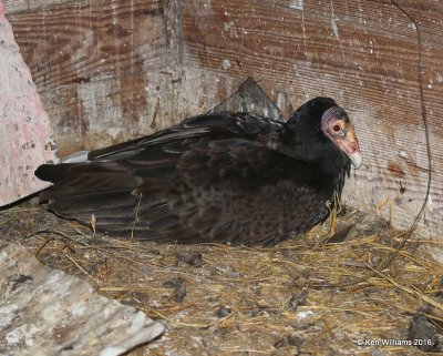 Turkey Vulture setting on nest, Hackberry Flats, Tillman Co, OK, 05_20_2016_Jpa_17918.jpg