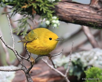 Yellow Warbler, Wichita NWR, OK, 05_20_2016_Jpa_16688.jpg