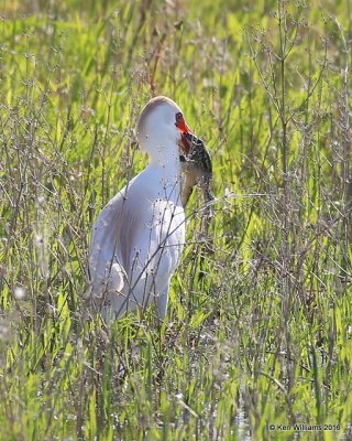 Cattle Egret with Great Plains Toad, Hackberry Flats, OK, 04_24_2016_Jpa_14922.jpg