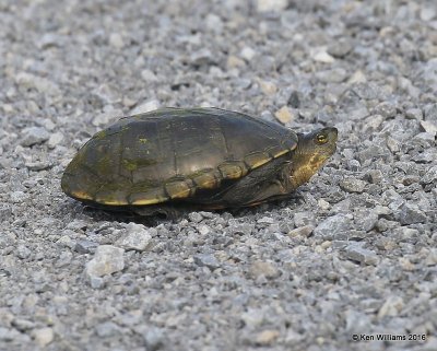 Mississippi Mud Turtle, Hackberry Flats, OK, 04_24_2016_Jpa_14853.jpg