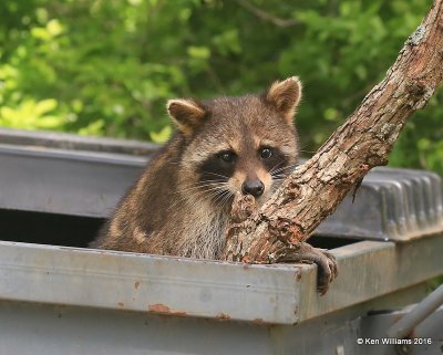 Raccoon dumpster diving, Wichita NWR, OK, 04_25_2016_Jpa_50532.jpg