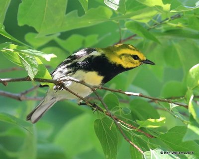 Black-throated Green Warbler male, Mohawk Park, Tulsa, OK, 5-7-16, Jpa_52877.jpg