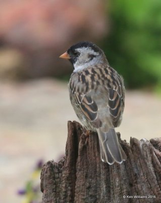 Harris's Sparrow breeding plumage, Rogers Co yard, OK, 4-29-16, Jpa_51383.jpg