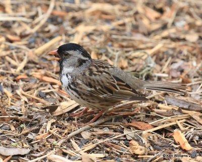 Harris's Sparrow breeding plumage, Rogers Co yard, OK, 5-2-16, Jpa_51901.jpg