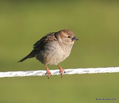 House Sparrow female, Tulsa Co, OK, 4-28-16, Jpa_50578.jpg