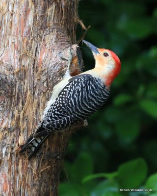 Red-bellied Woodpecker male, Rogers Co yard, OK, 4-27-16-16, Jpa_50538.jpg