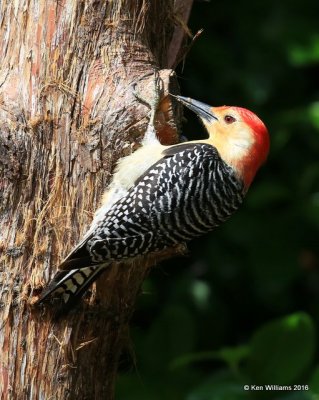 Red-bellied Woodpecker male, Rogers Co yard, OK, 4-27-16-16, Jpa_50548.jpg