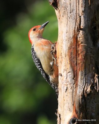 Red-bellied Woodpecker male, Rogers Co yard, OK, 5-8-16, Jpa_52988.jpg