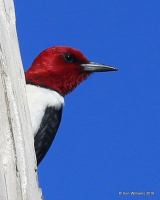 Red-headed Woodpecker, Tulsa Co, OK, 4-30-16, Jpa_51665.jpg