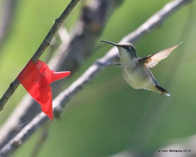 Ruby-throated Hummingbird female, Mohawk Park, Tulsa, OK, 5-3-16, Jpa_52124.jpg